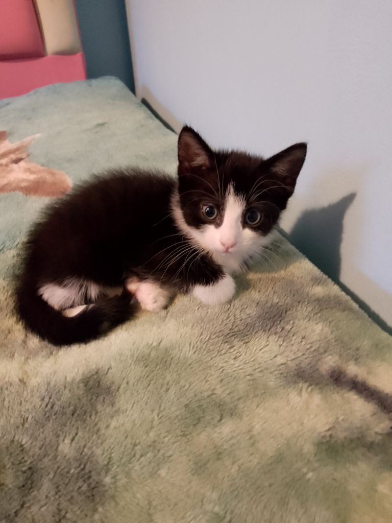 Small kitten girl