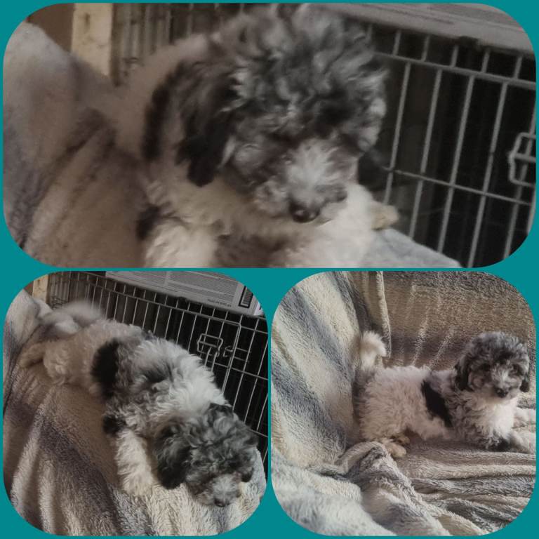 Cockapoo teddy bear type Poodle Spaniel mix puppies