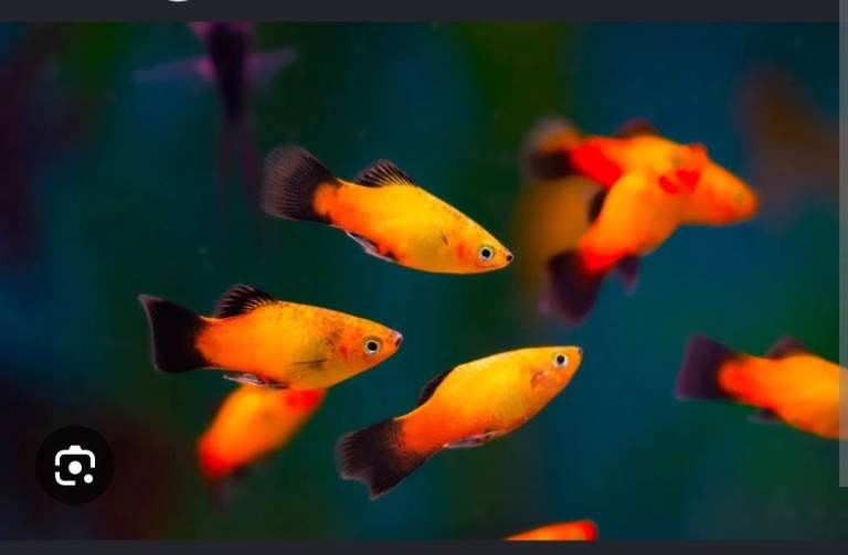 Platy fish juvenile 