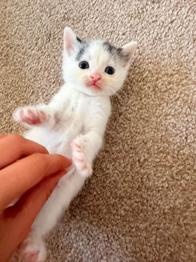 Kittens for sale