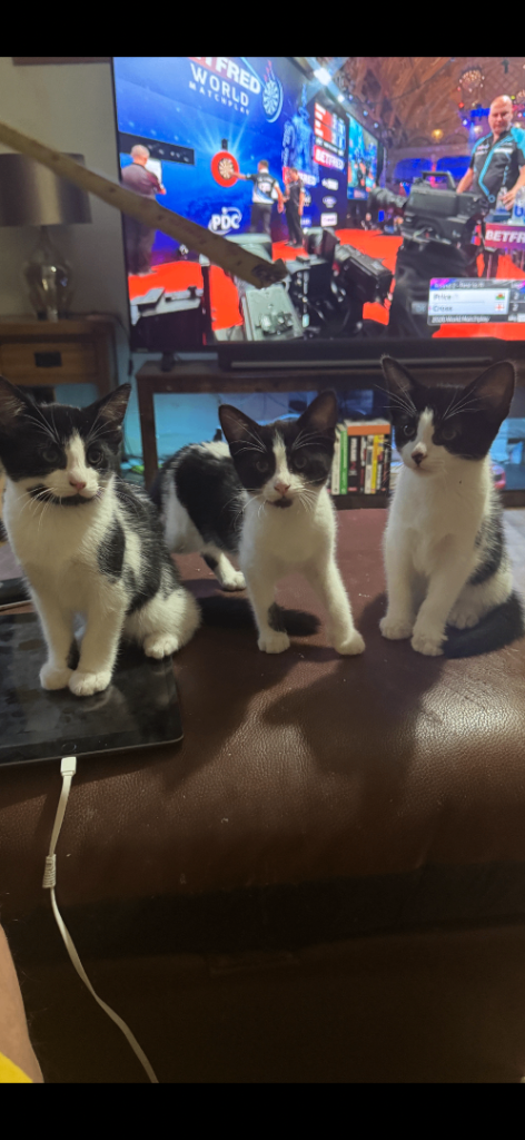 Female Kittens 10 weeks old 
