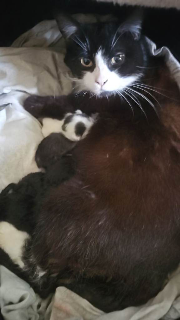 Kittens up for reserve ready in 6 weeks