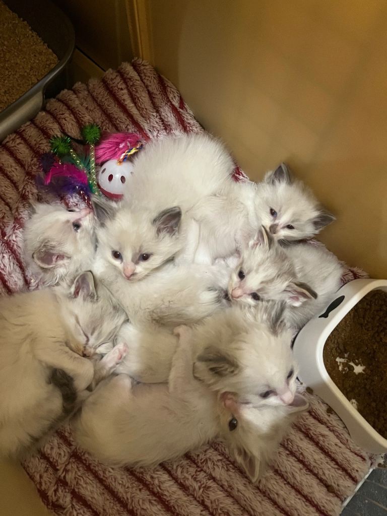 Beautiful lynx ragdoll kittens 