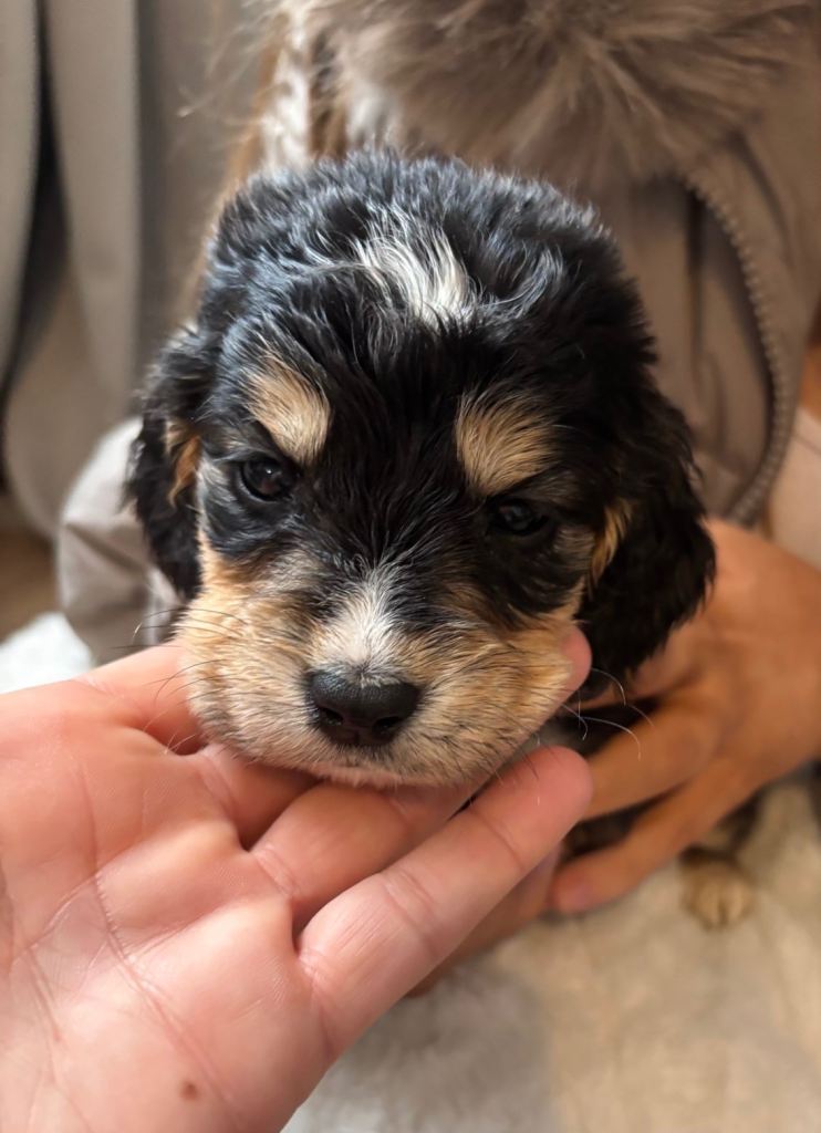Show cocker/cocker spaniel puppy’s 