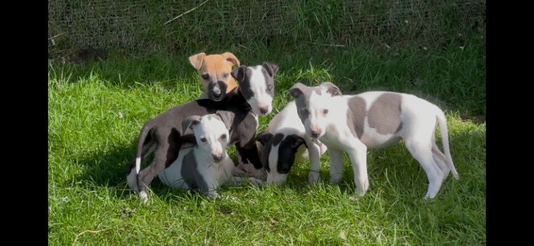 Whippet puppy’s 