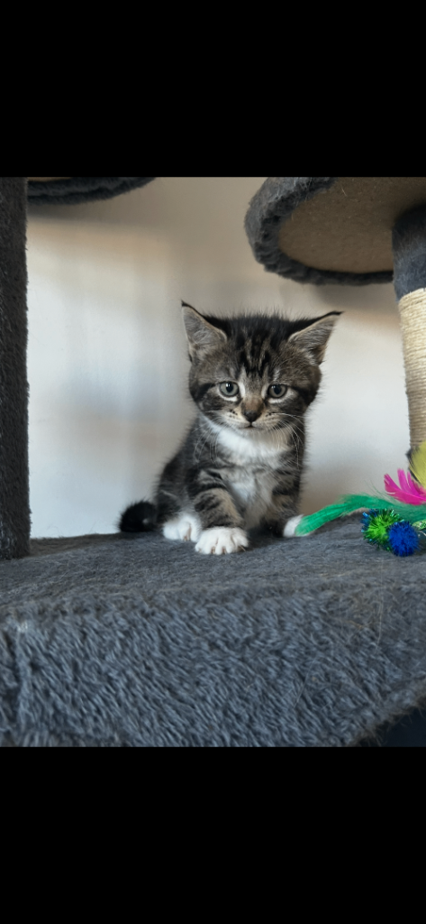 Kittens  for sale 