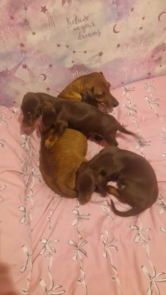 Dachshund puppies