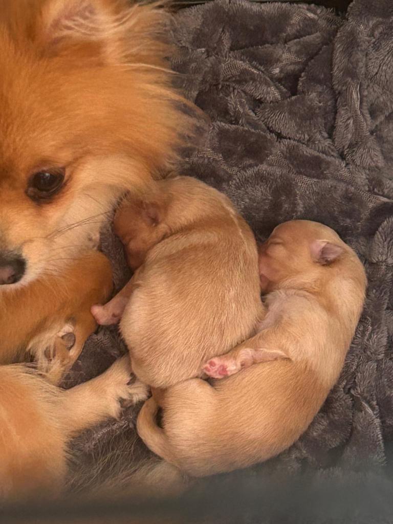 Pomeranian puppy’s