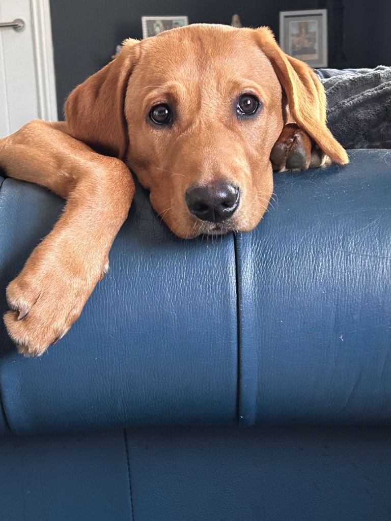 Labrador pup 7 months old 