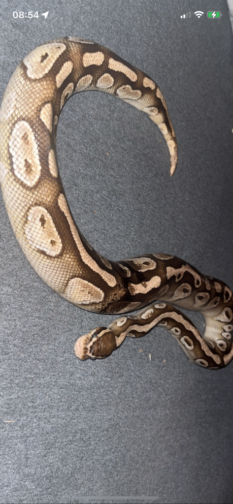 Banana ball python 