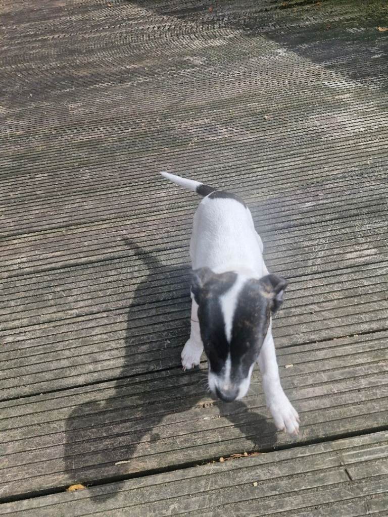 13 week old girl