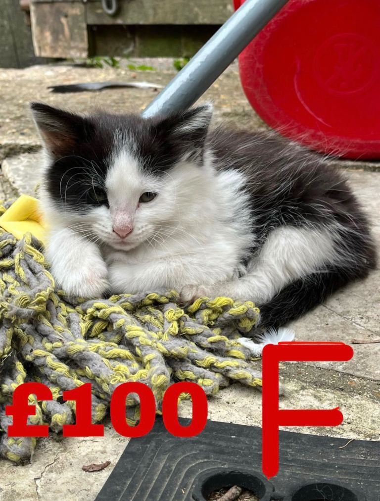 Kittens for sale