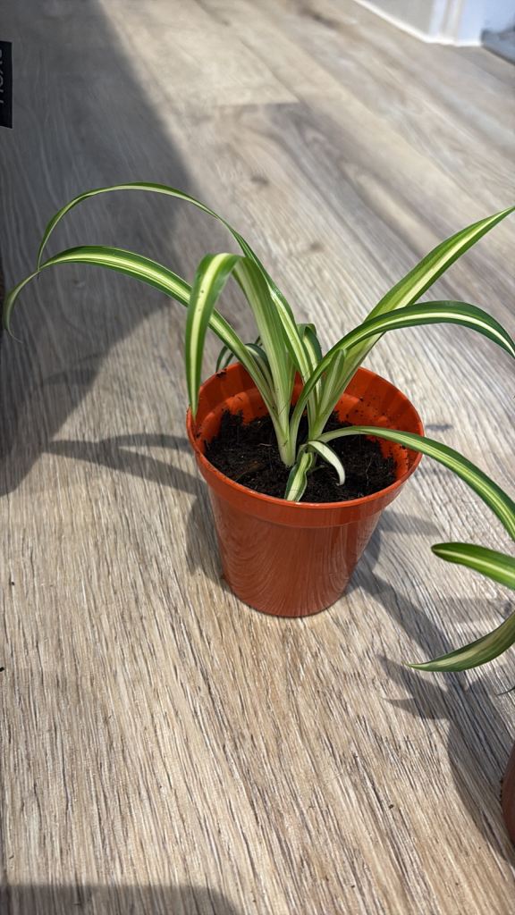 8x baby spider plants 