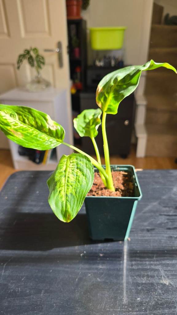 Small Tropical Rare Tropic Snow Dumb Cane Plant 