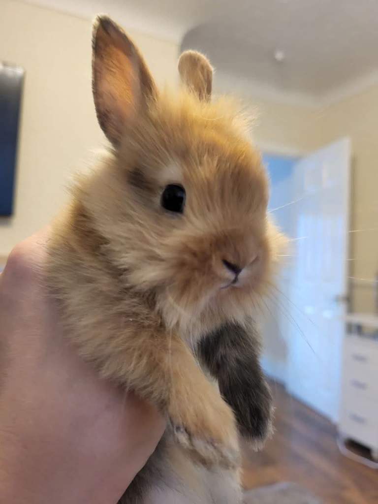 adorable bunnies are looking for a loving family