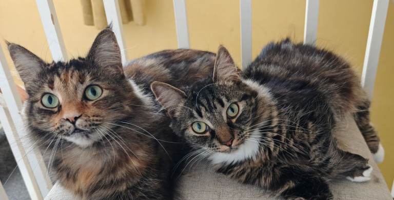 Male cat 