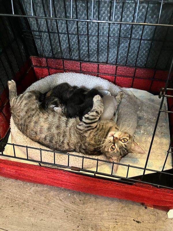 British short haired cross kittens 