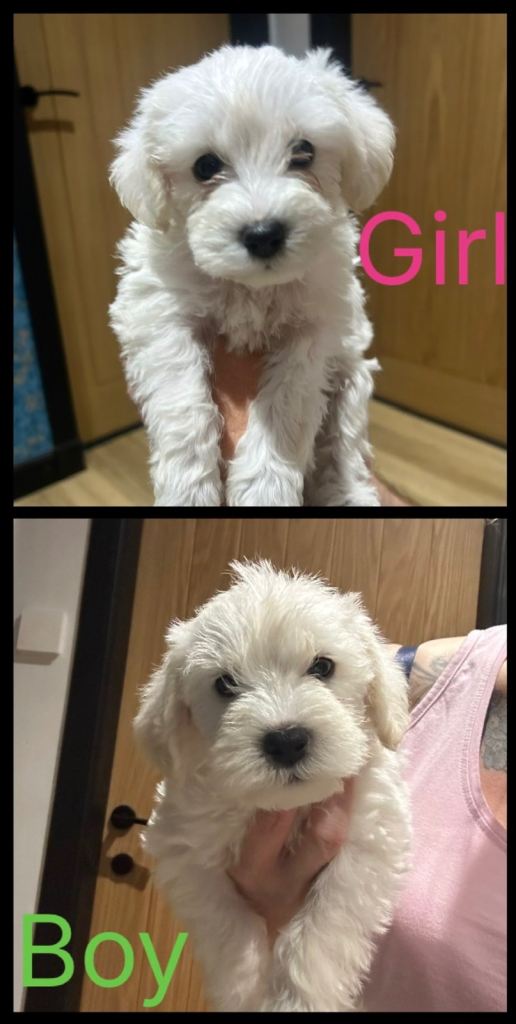 Schnauzerpoo