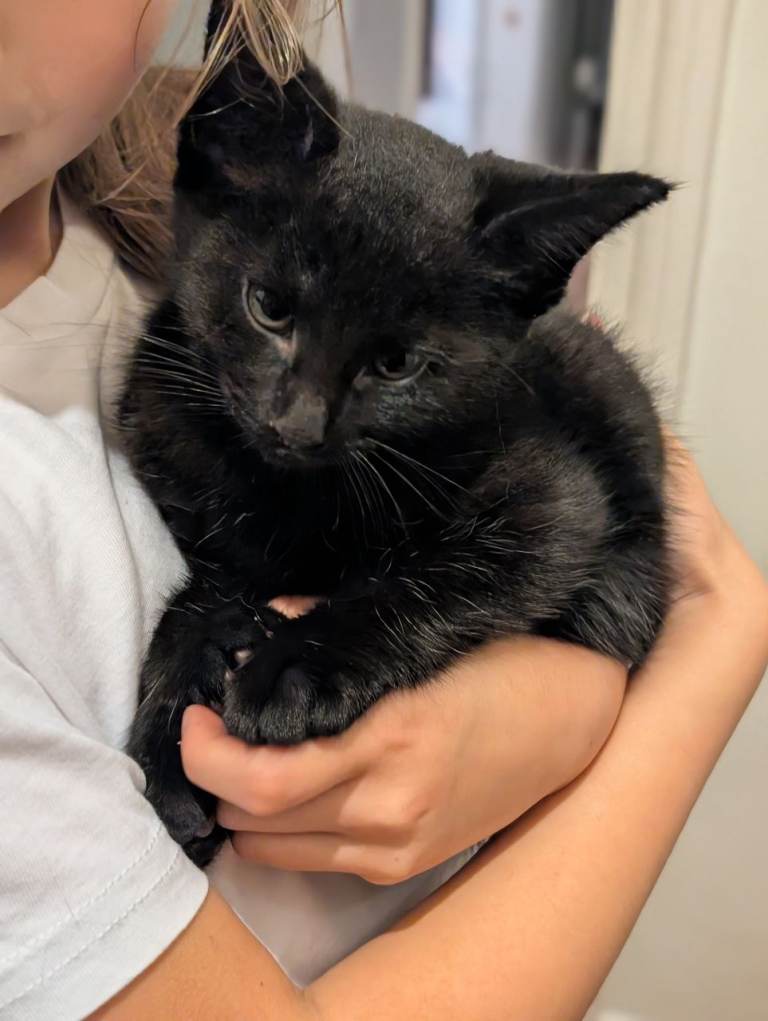 Kittens. 2 beautifull brown with black stripes females for sale