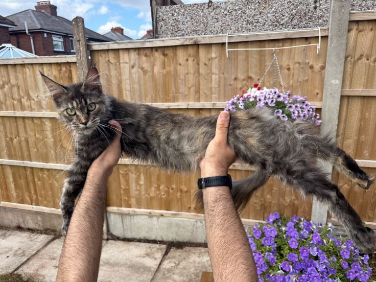 3 females cats Maincoon, British shorthair and tabby 