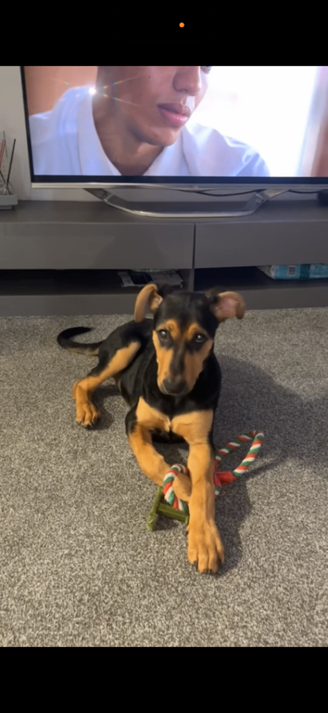 Puppy 18 weeks Trained Belgian Mali x Doberman