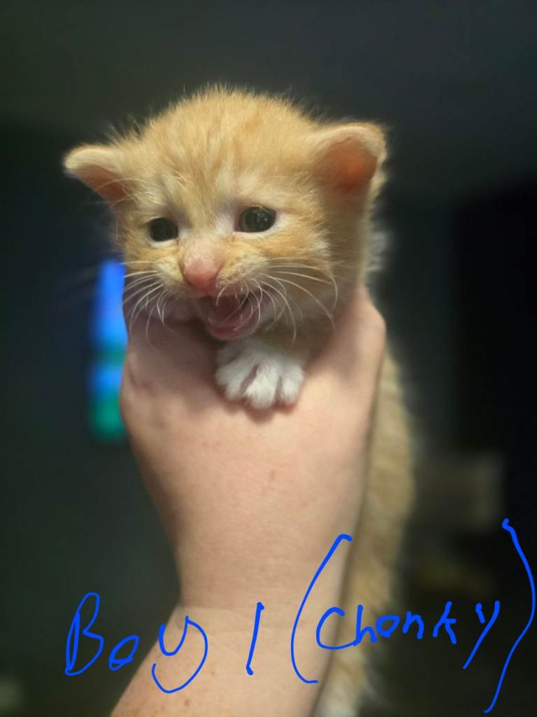 3 week old kittens 