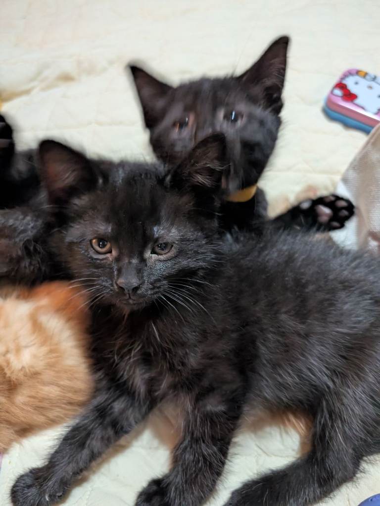 5 kittens ready to find their forever home 