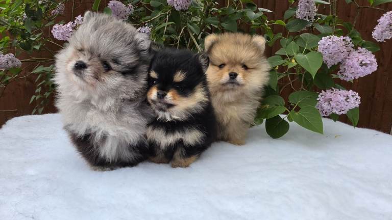 Pomeranian Puppies – Loving Home Raised