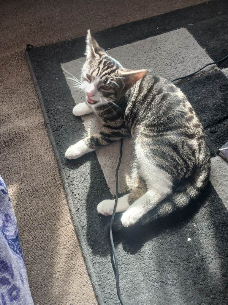 Male kitten