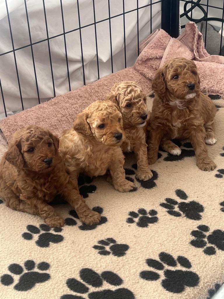 4 beautiful poochon puppies 