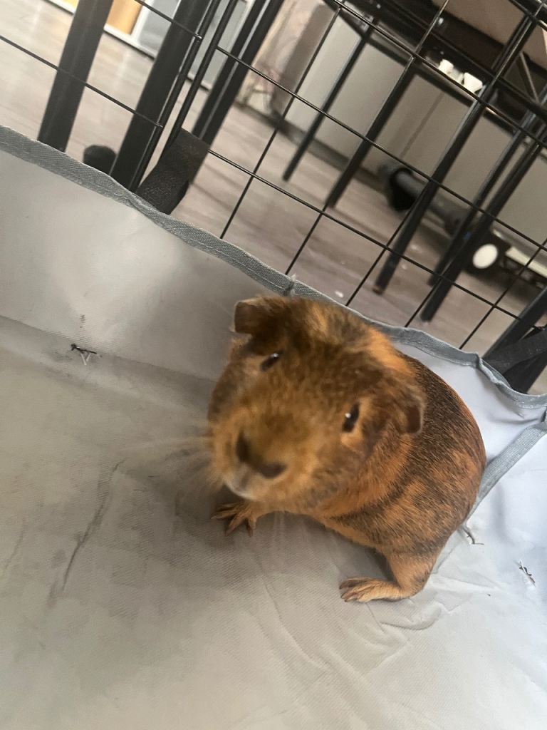 Guinea pigs 