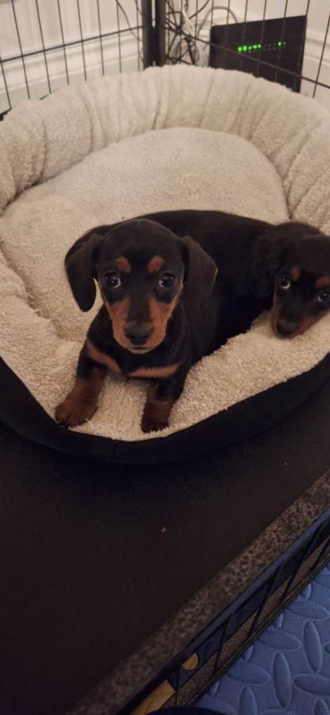 Miniature dachshund puppies