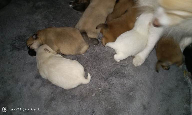 image for Healthy Happy German spitz 