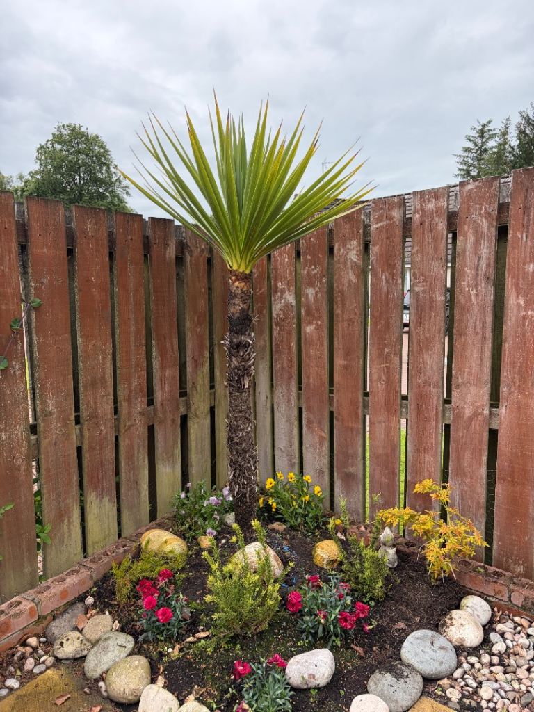 2 Yuccas approx 6ft