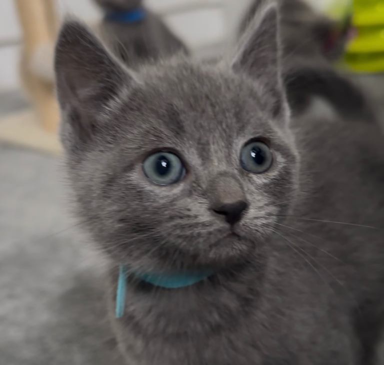 Russian Blue Kittens