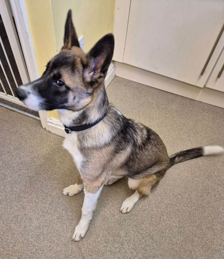 Lulu is looking for a new home