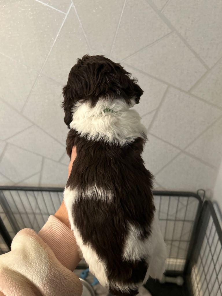 A beautiful little of 5 Cockerpoos 