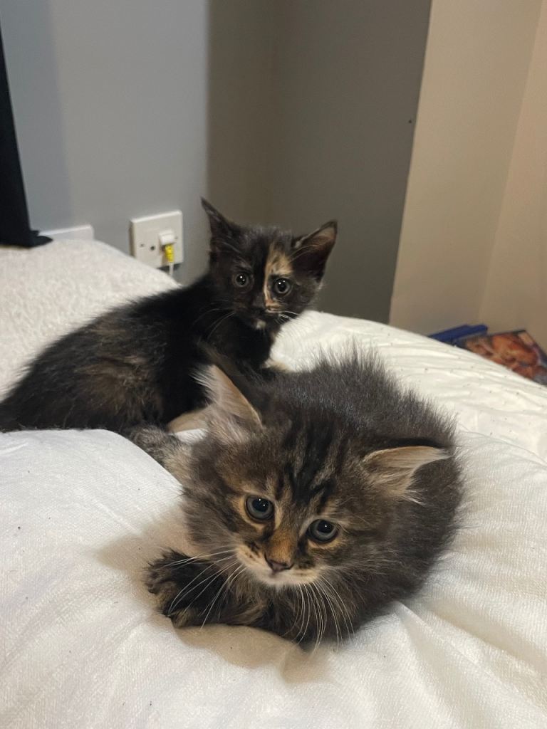 2 Kittens 11 weeks old