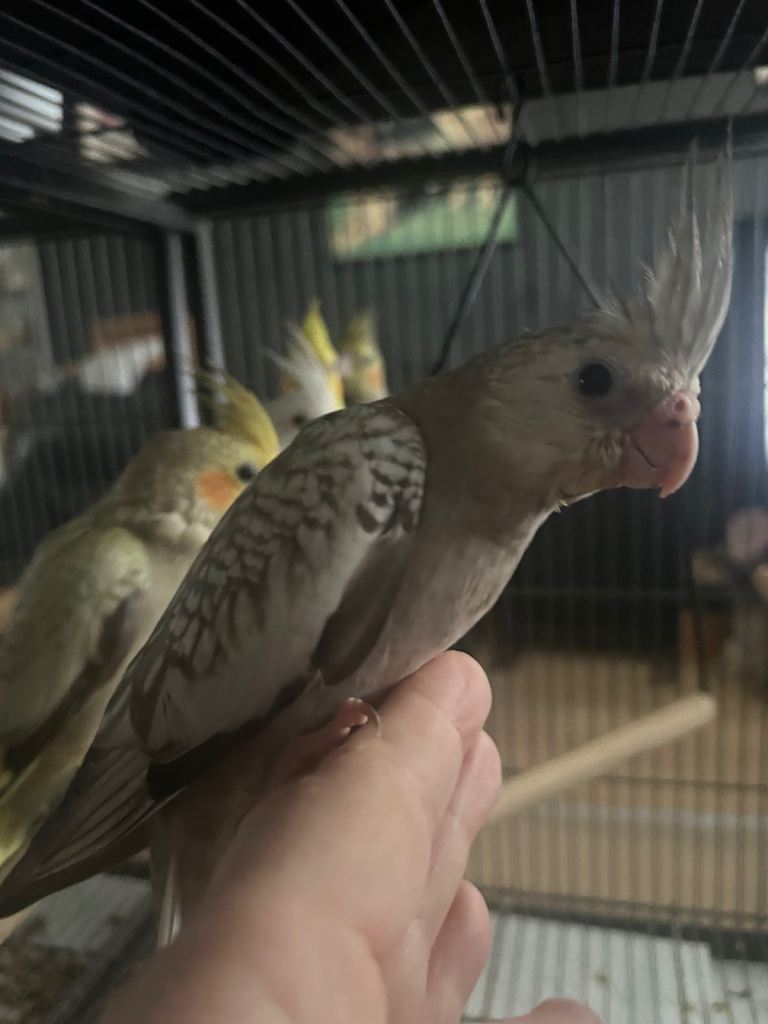 Baby cockatiels (hand reared)
