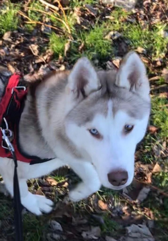 Siberian husky