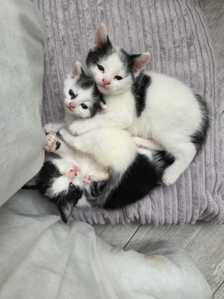 3 white mixed russian kittens 