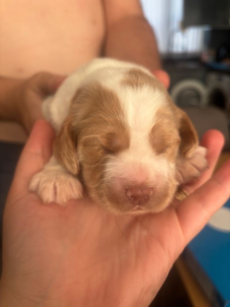 Two beautiful cocker spaniels born 07/07/26 🐾 only white girl available 💗