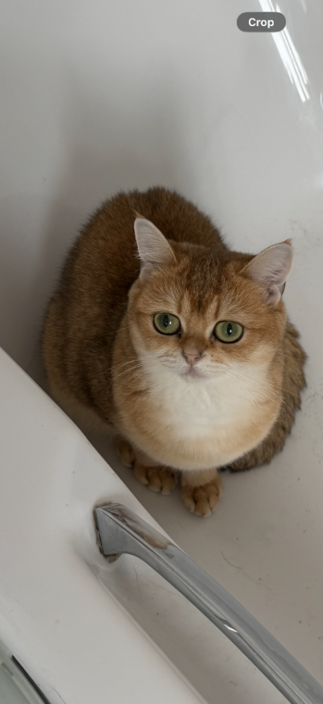 Female British shorthair 