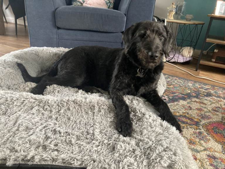 Lab/Doodle for re-homing