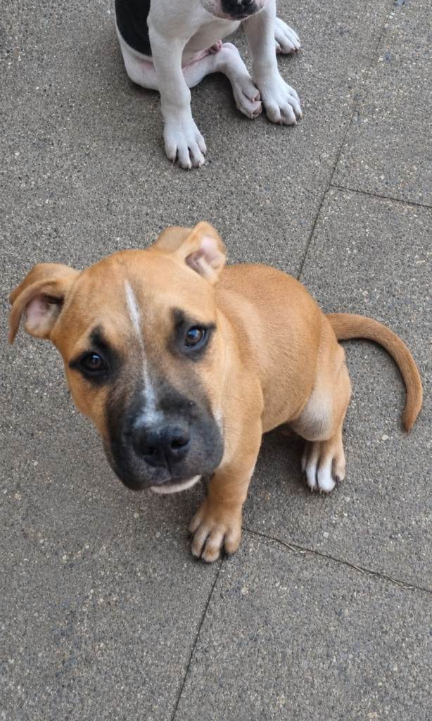 Staffy x American Bulldog Puppies - Ready Now