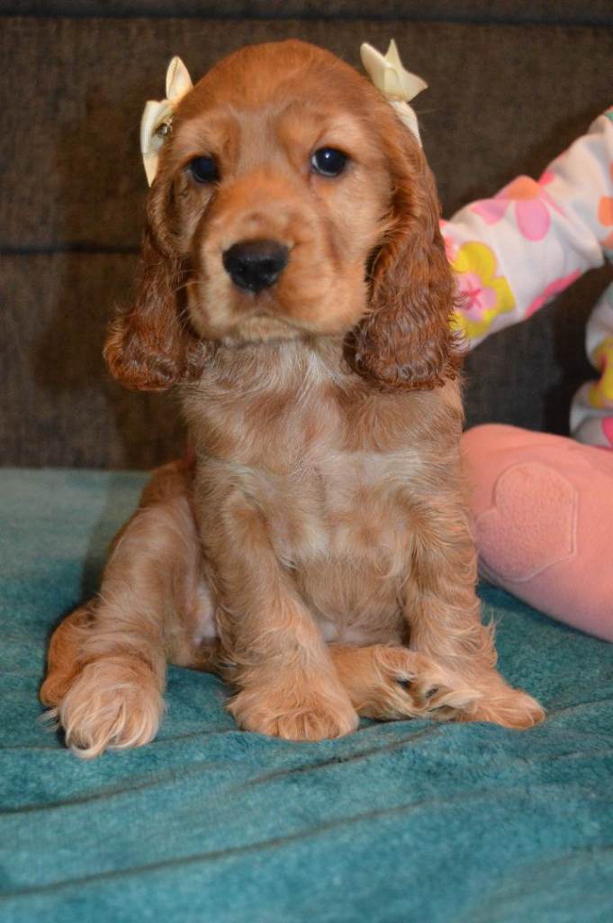 English Show Cocker Spaniel Puppy Girl🩷