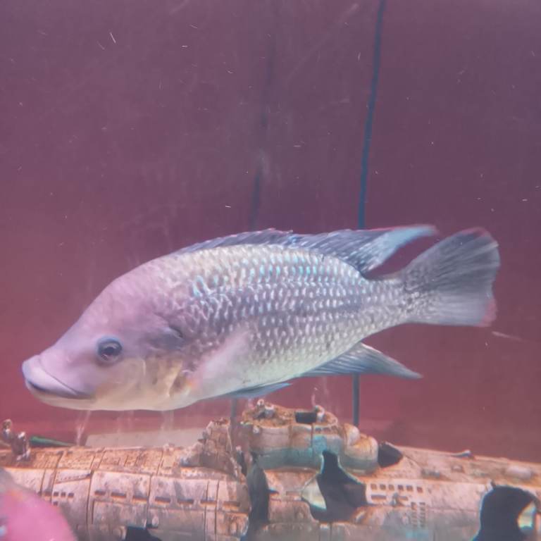 Large healthy tropical fish blue talipia 