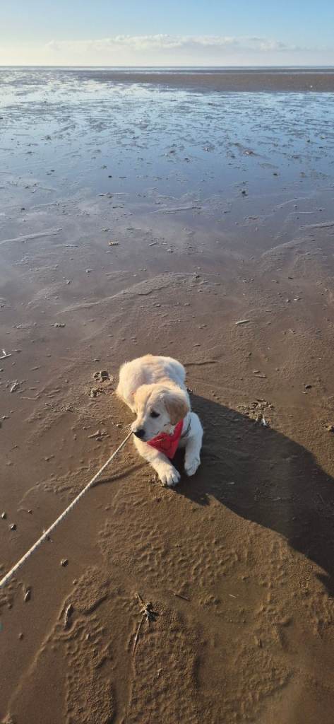 14 week old golden retriever 