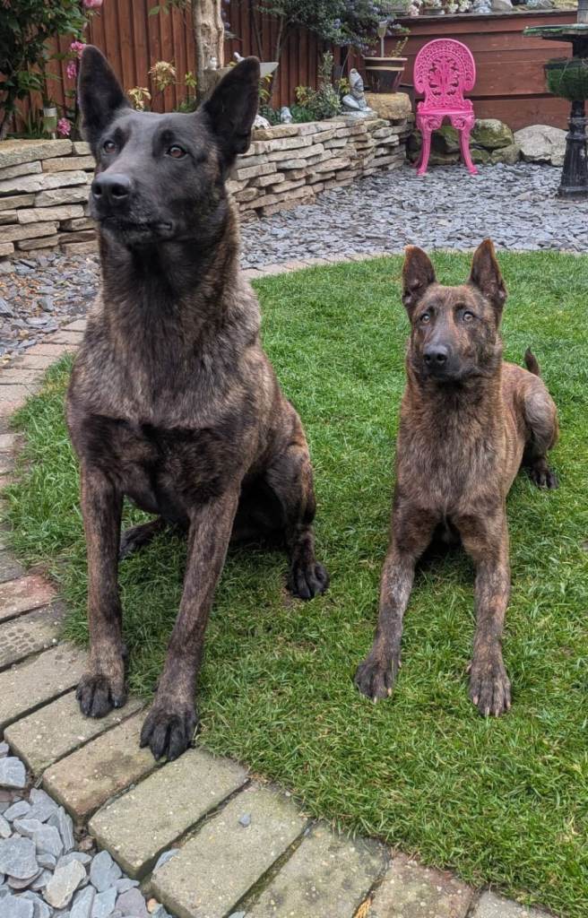 Belgian malinois puppies 