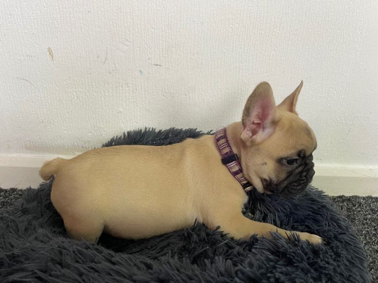     Beautiful French Bulldog Mix Puppies